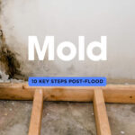 10-Step Guide to Dealing with Mold After a Flood