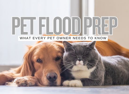 Would Your Dog Make It? Flood Preparedness for Pets